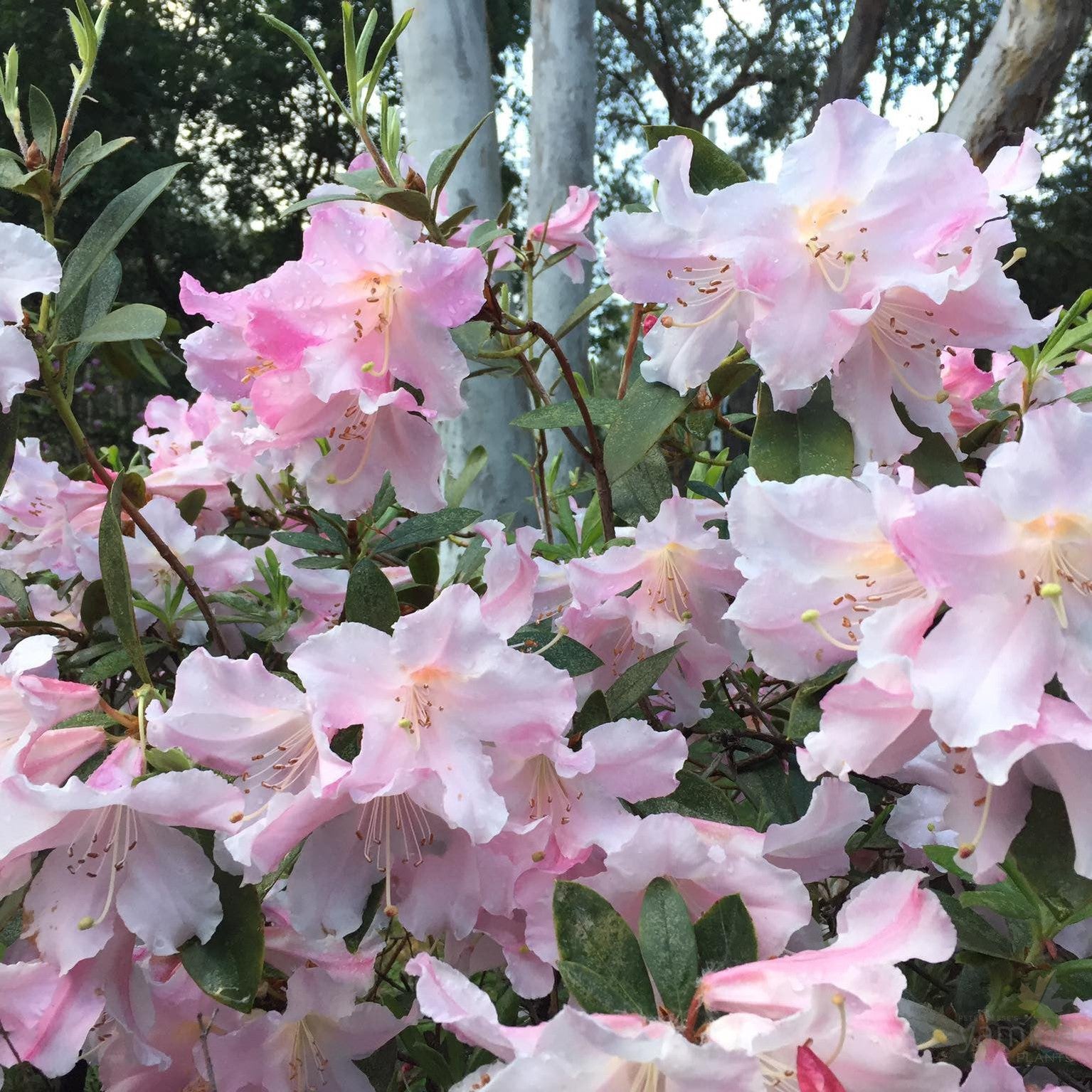 Rhododendron x hybrid Anne Teese 5