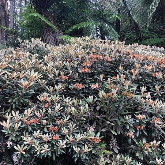 rhododendron yakushimanum Rhododendron yakushimanum