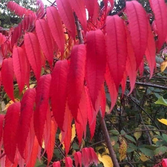 Rhus copallina 2