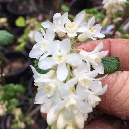 Ribes White 1
