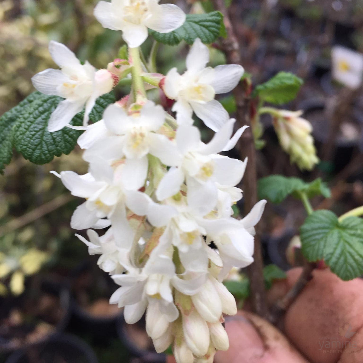 Ribes White