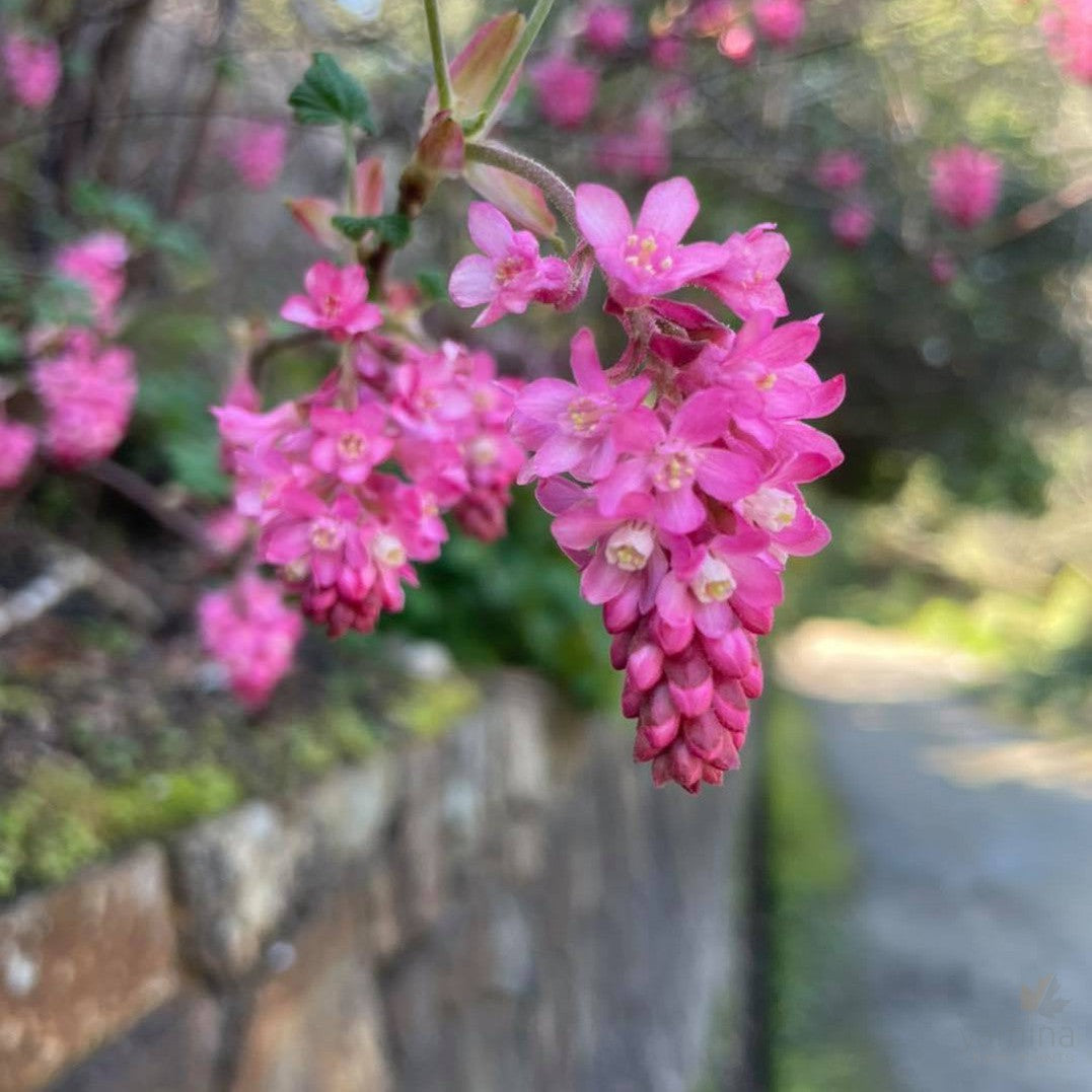 Ribes sanguineum (Flowering currant) 2