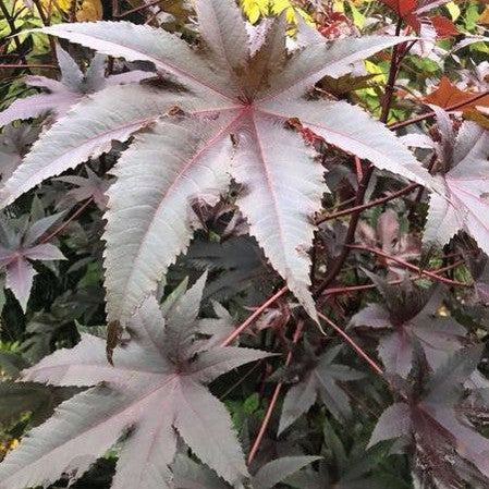 Ricinus communis Purple 1