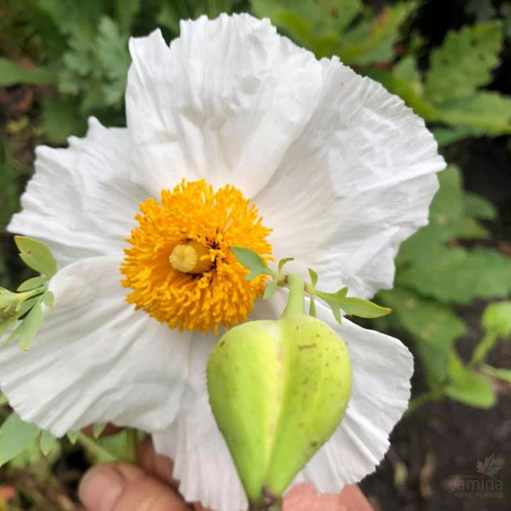 Romneya coulteri 1
