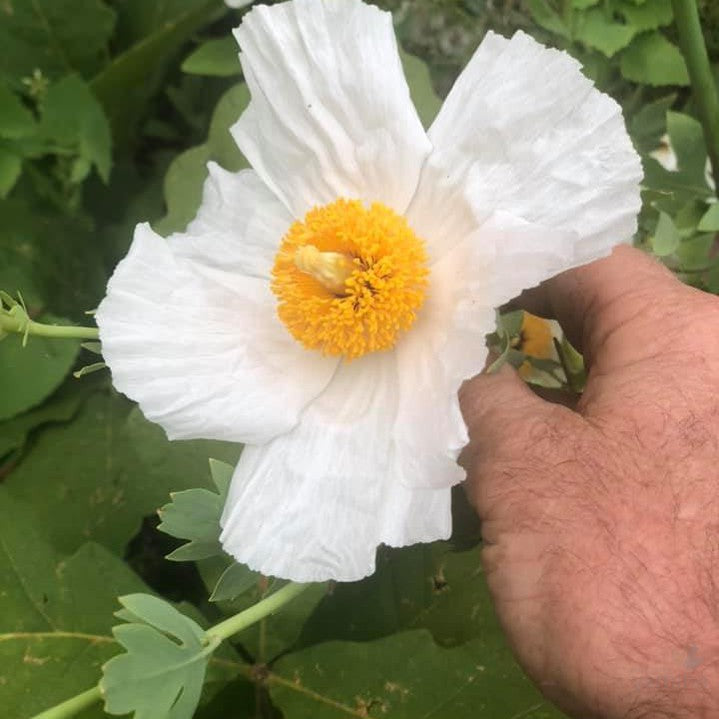 Romneya coulteri 2