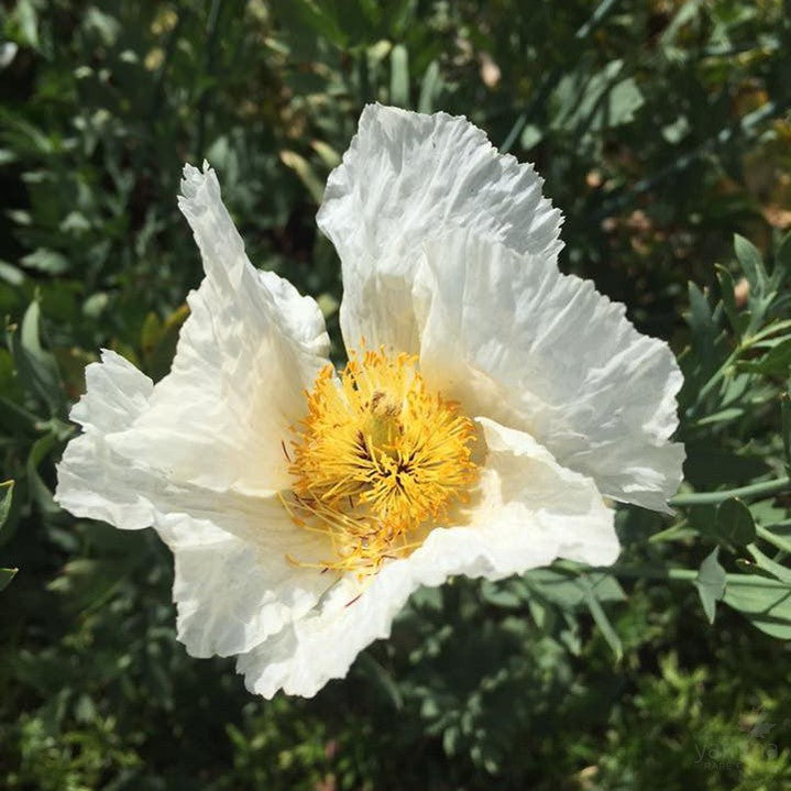 Romneya coulteri 4