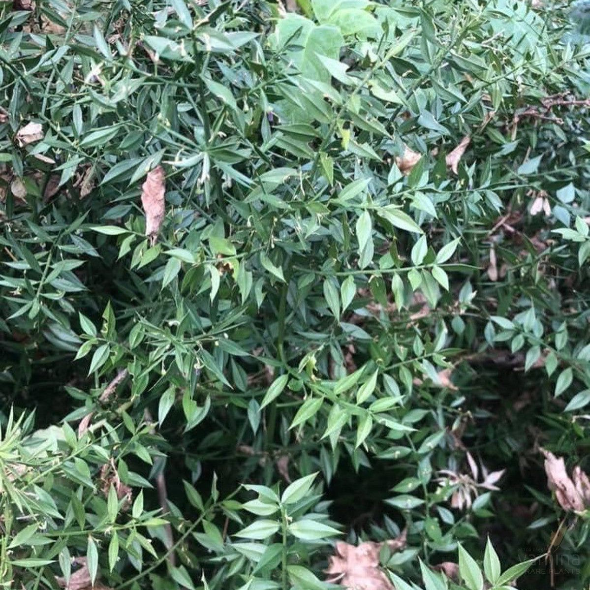 Ruscus aculeatus (Butchers Broom) 2