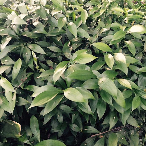 Ruscus x microglossus