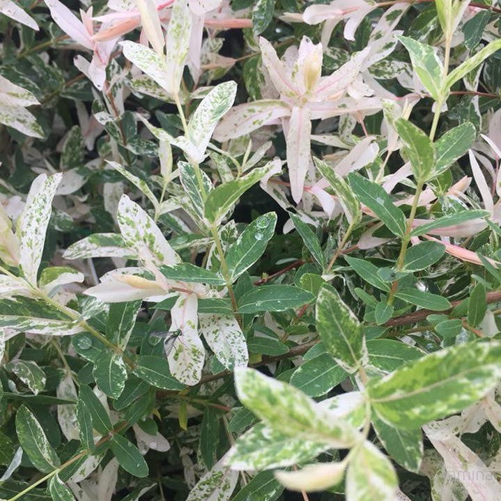 Salix hakuru Nishiki 2