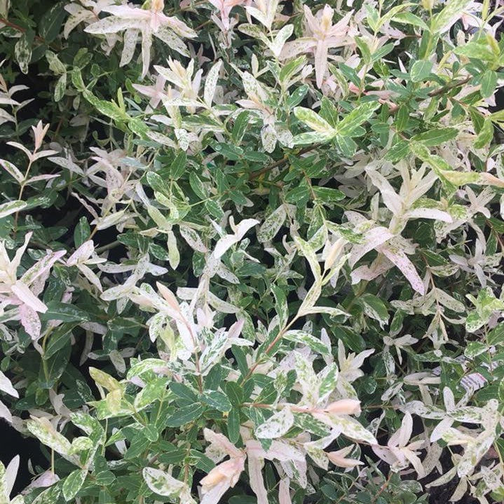 Salix hakuru Nishiki 3