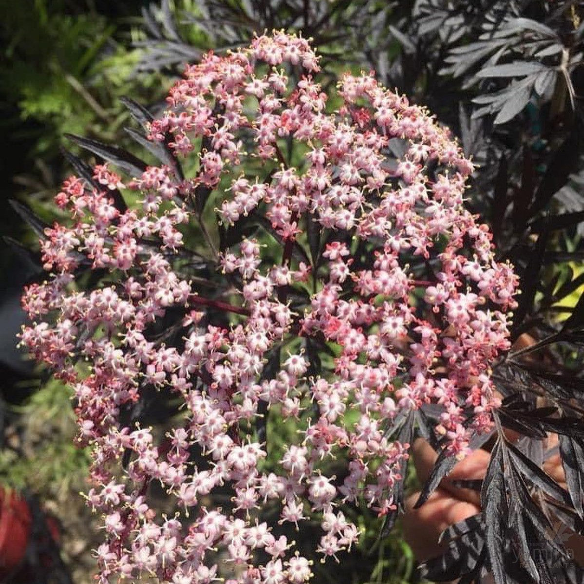 Sambucus nigra Black Lace 1