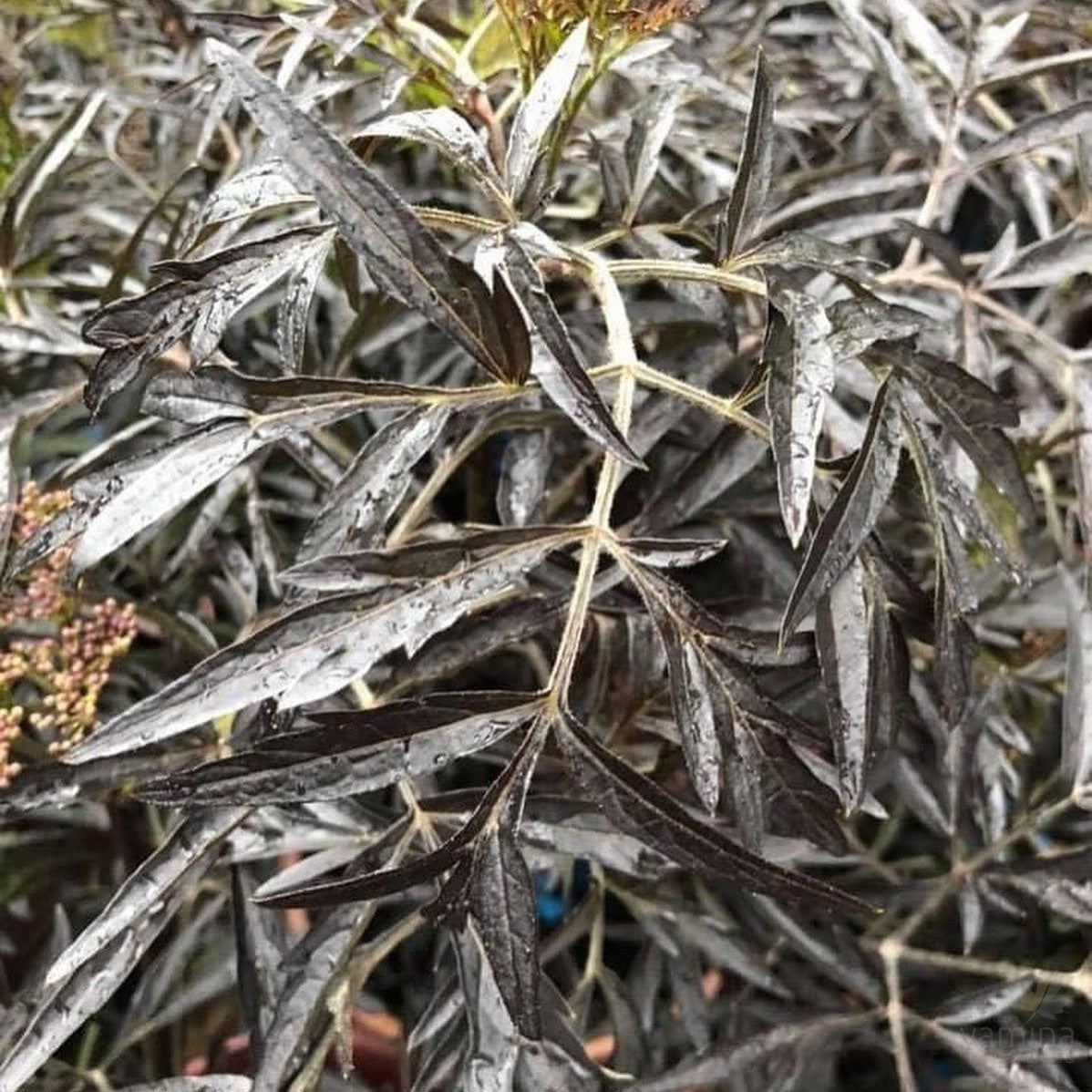 Sambucus nigra Black Lace 2