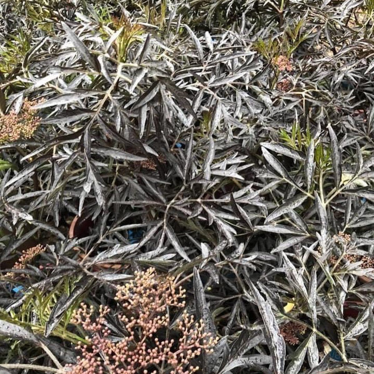 Sambucus nigra Black Lace 3