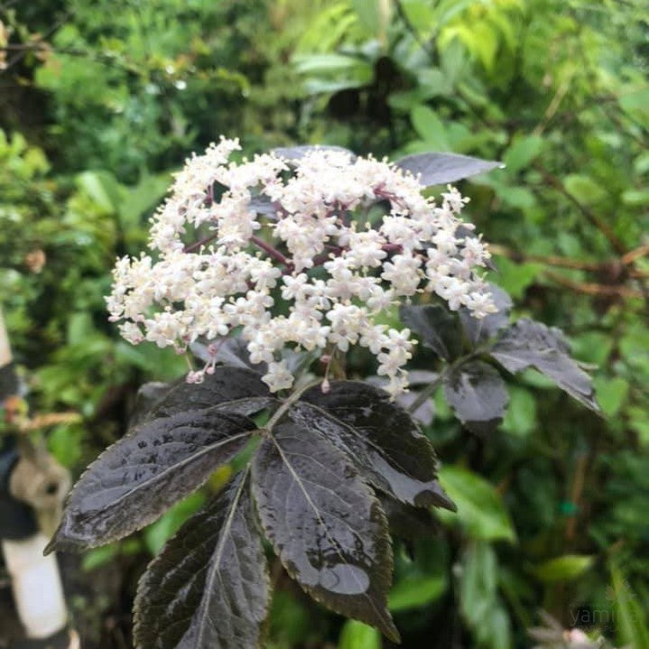 Sambucus nigra Guincho Purple 1