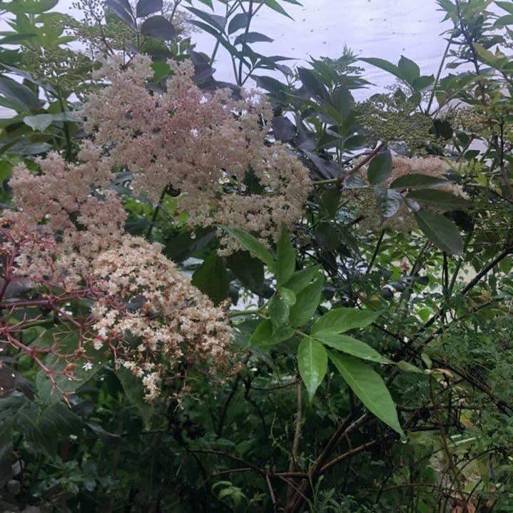 Sambucus nigra Guincho Purple 2