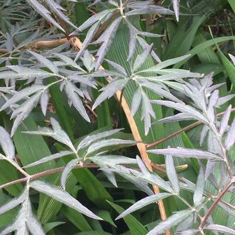 Sambucus nigra Guincho Purple 3