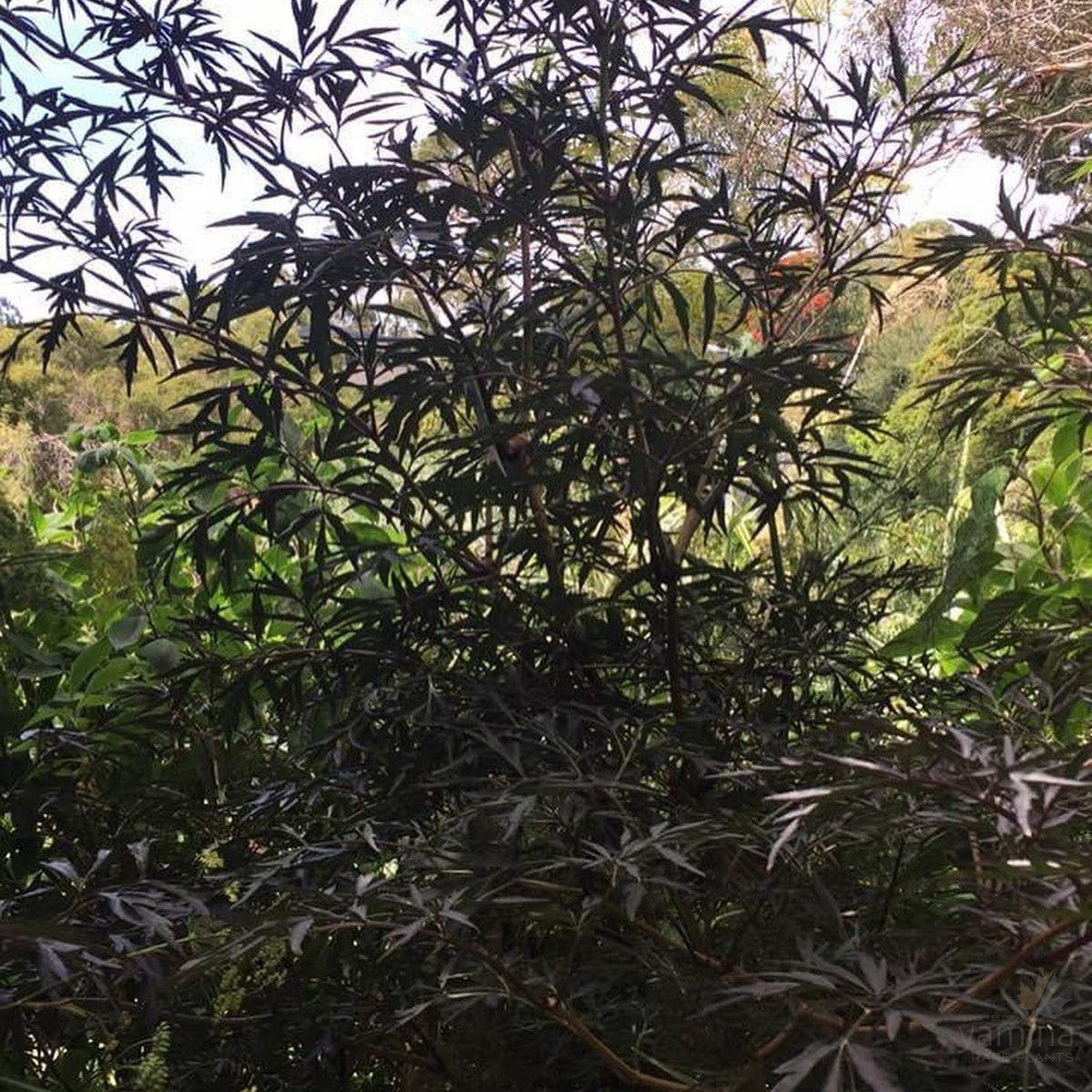 Sambucus nigra Guincho Purple 4