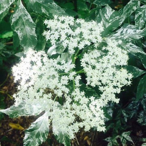 Sambucus nigra Pulverulenta 1