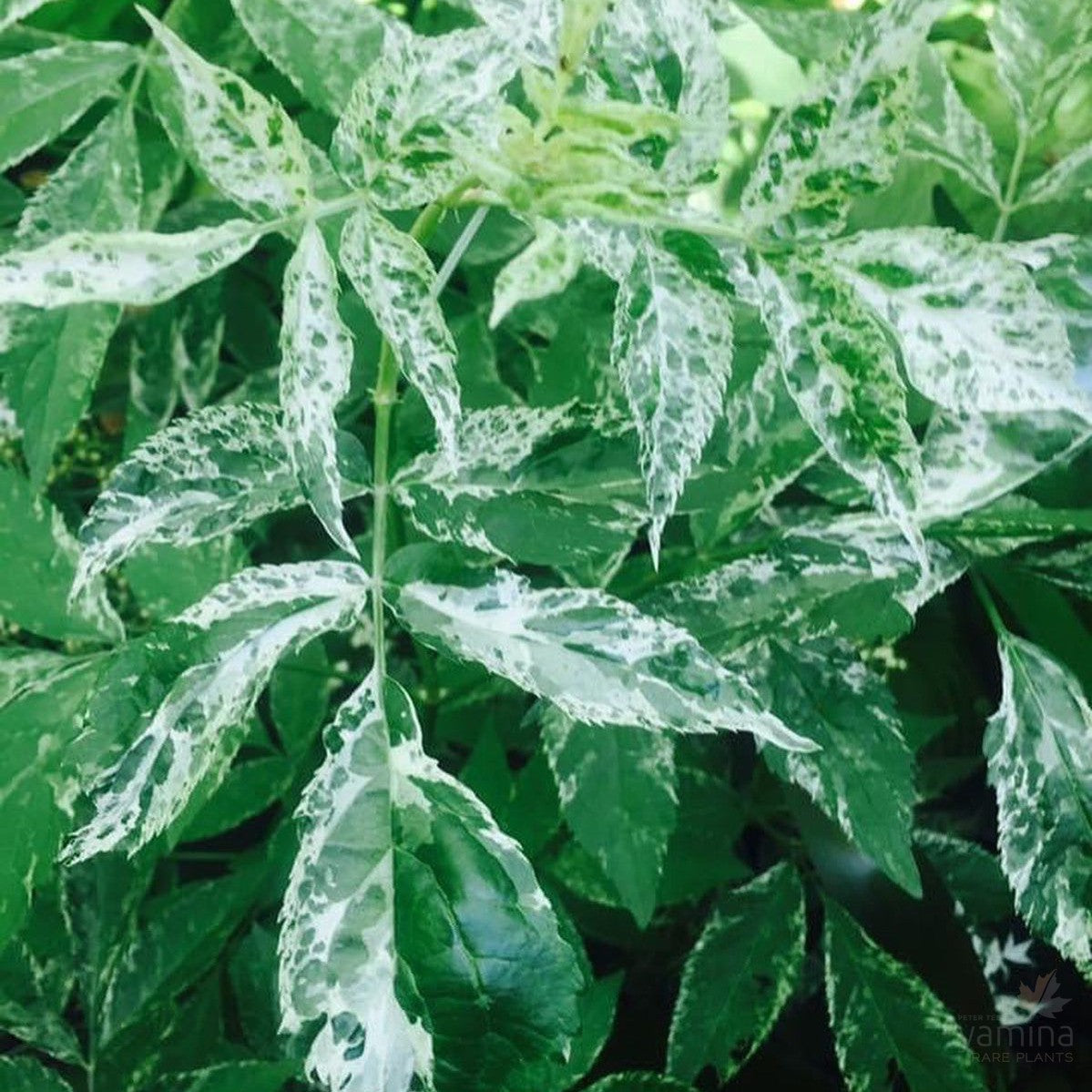 Sambucus nigra Pulverulenta 2