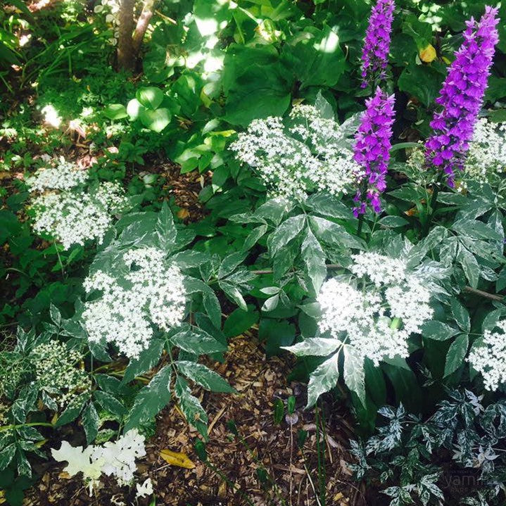 Sambucus nigra Pulverulenta 3