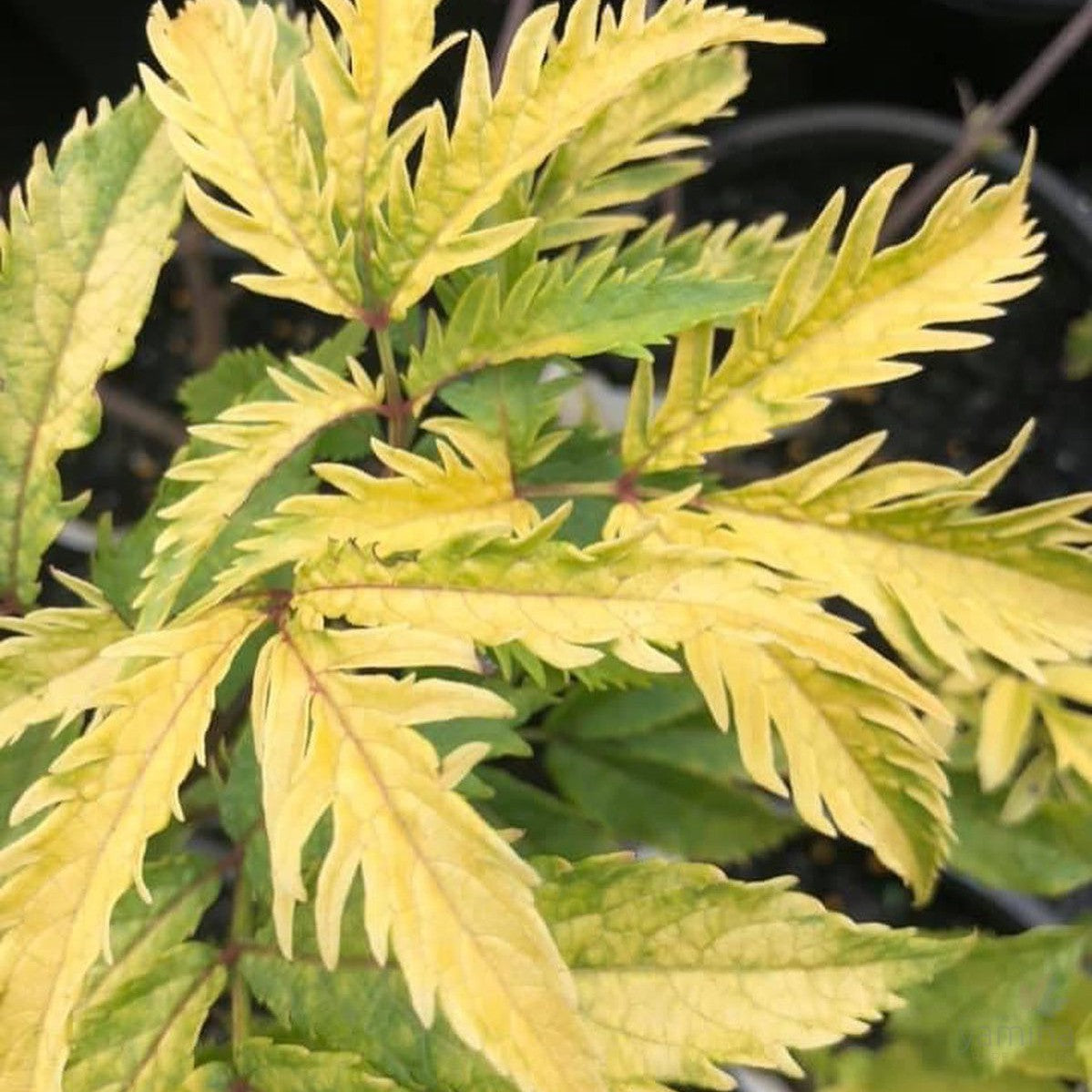Sambucus racemosa Plumosa Aurea 1