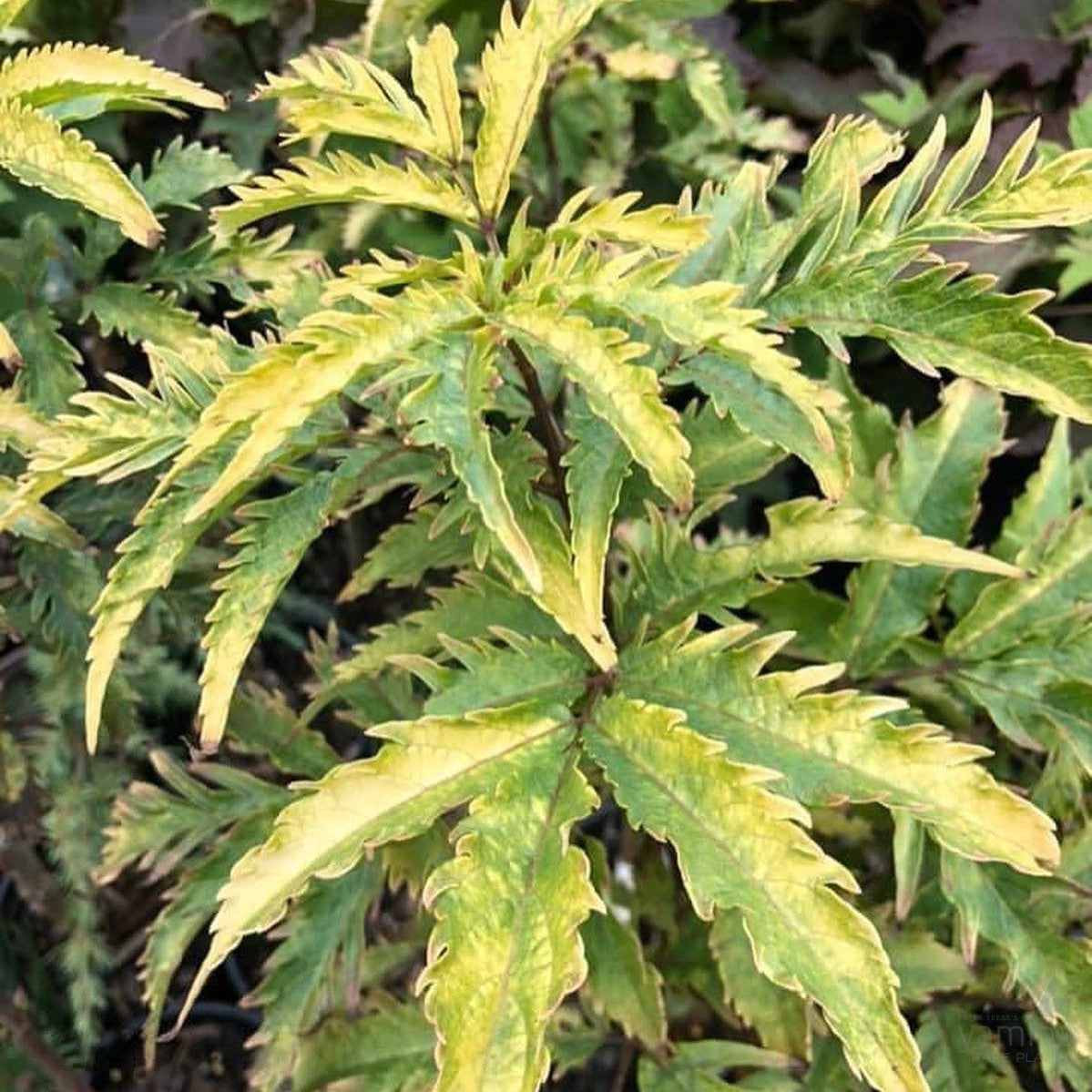 Sambucus racemosa Plumosa Aurea 2