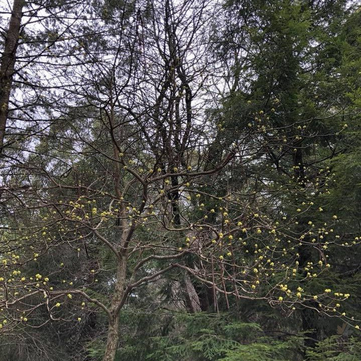 Sassafras albidum 2