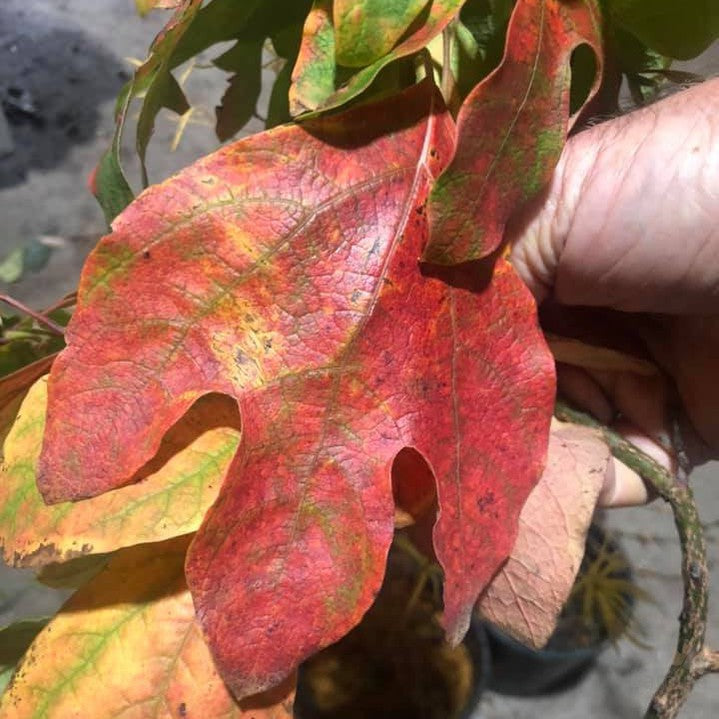 Sassafras albidum 3