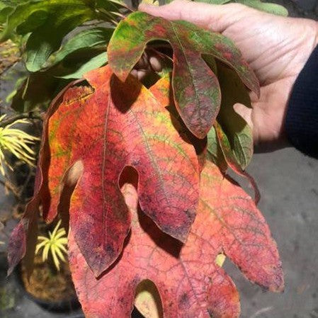 Sassafras albidum 4