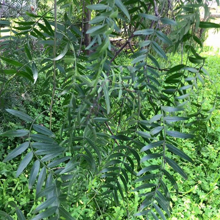 Schinus molle (Peruvian Peppertree)