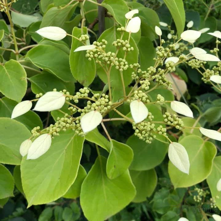 Schizophragma integrifolium var fauriei 1