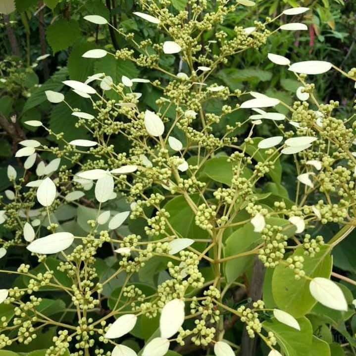 Schizophragma integrifolium var fauriei 2