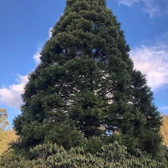 Sequoiadendron giganteum 1