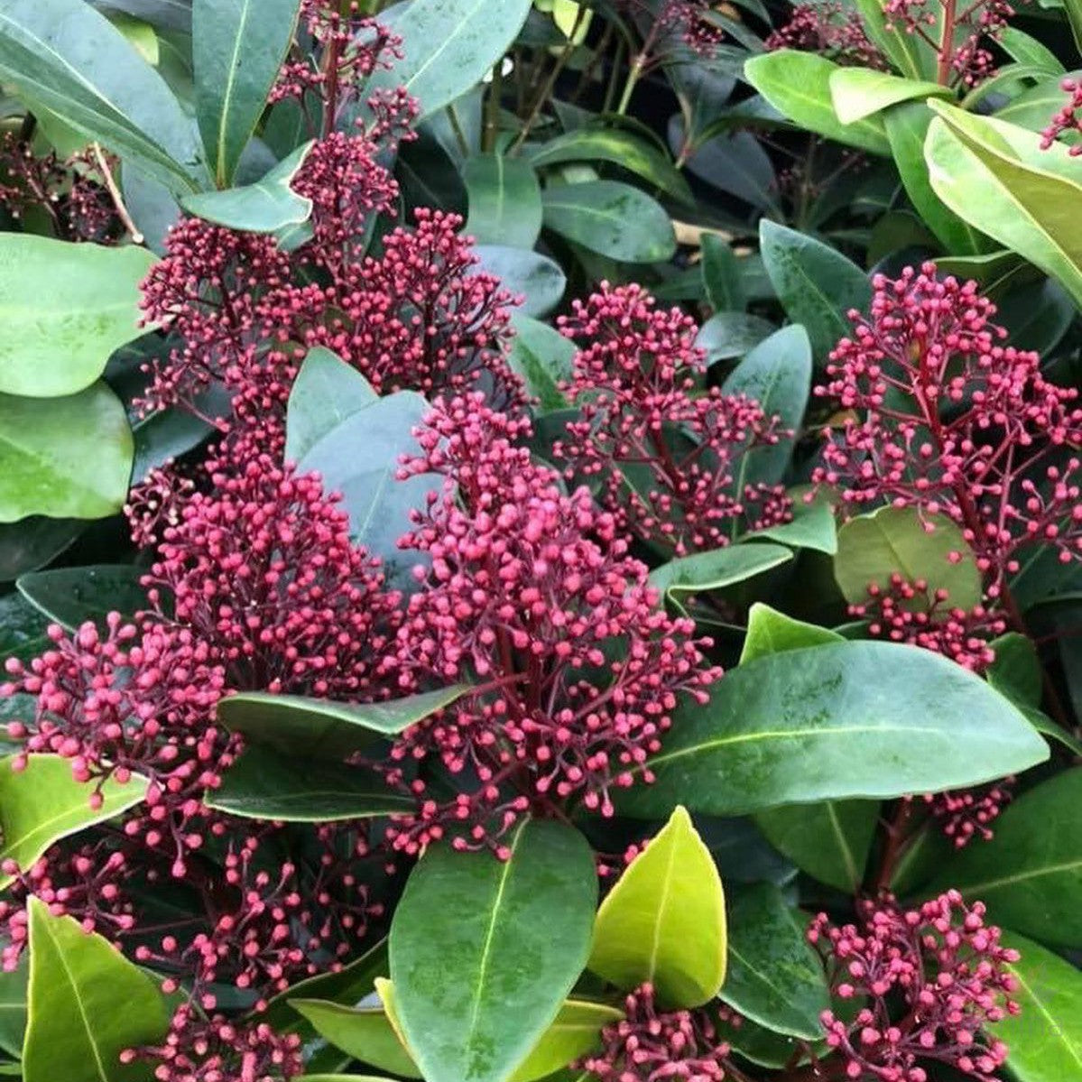Skimmia japonica Rubella (male) 1