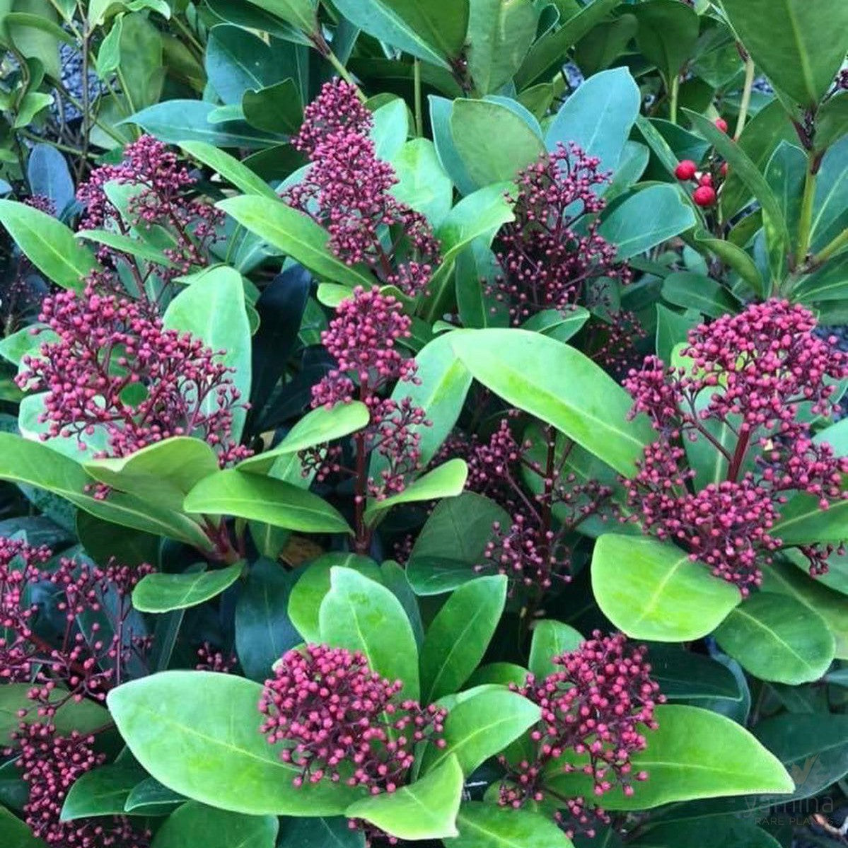 Skimmia japonica Rubella (male) 2