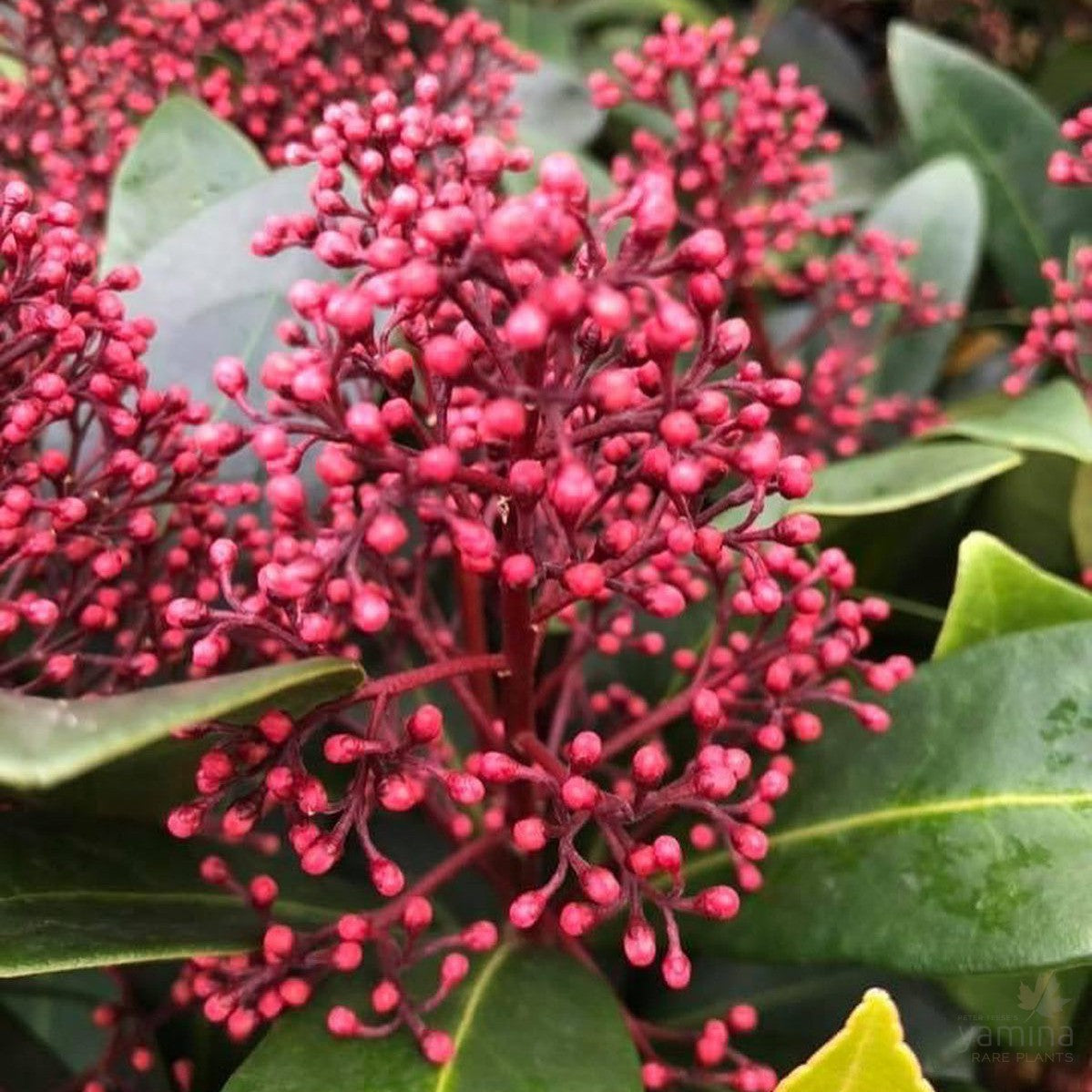 Skimmia japonica Rubella (male) 3
