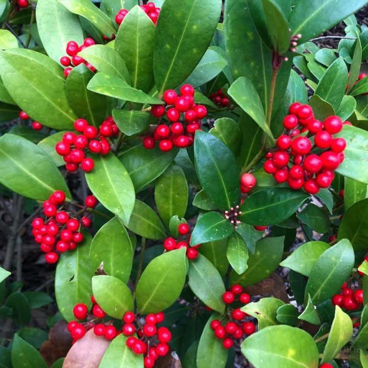 Skimmia japonica (self fruiting) 1