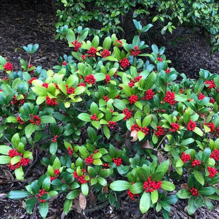 Skimmia japonica (self fruiting) 2