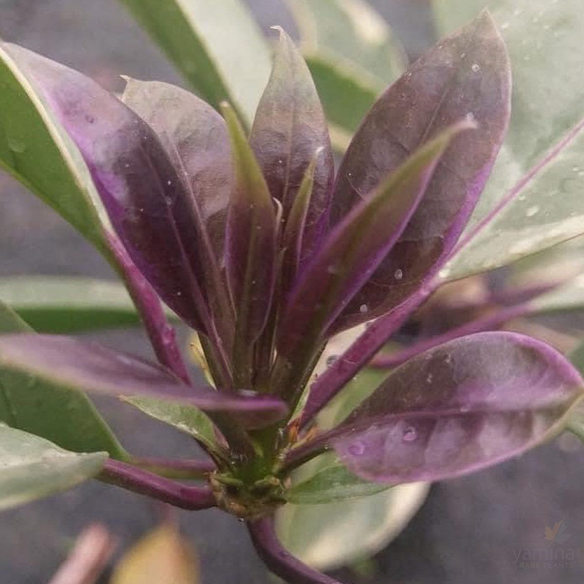 Solandra maxima Variegata (Chalice vine) 1