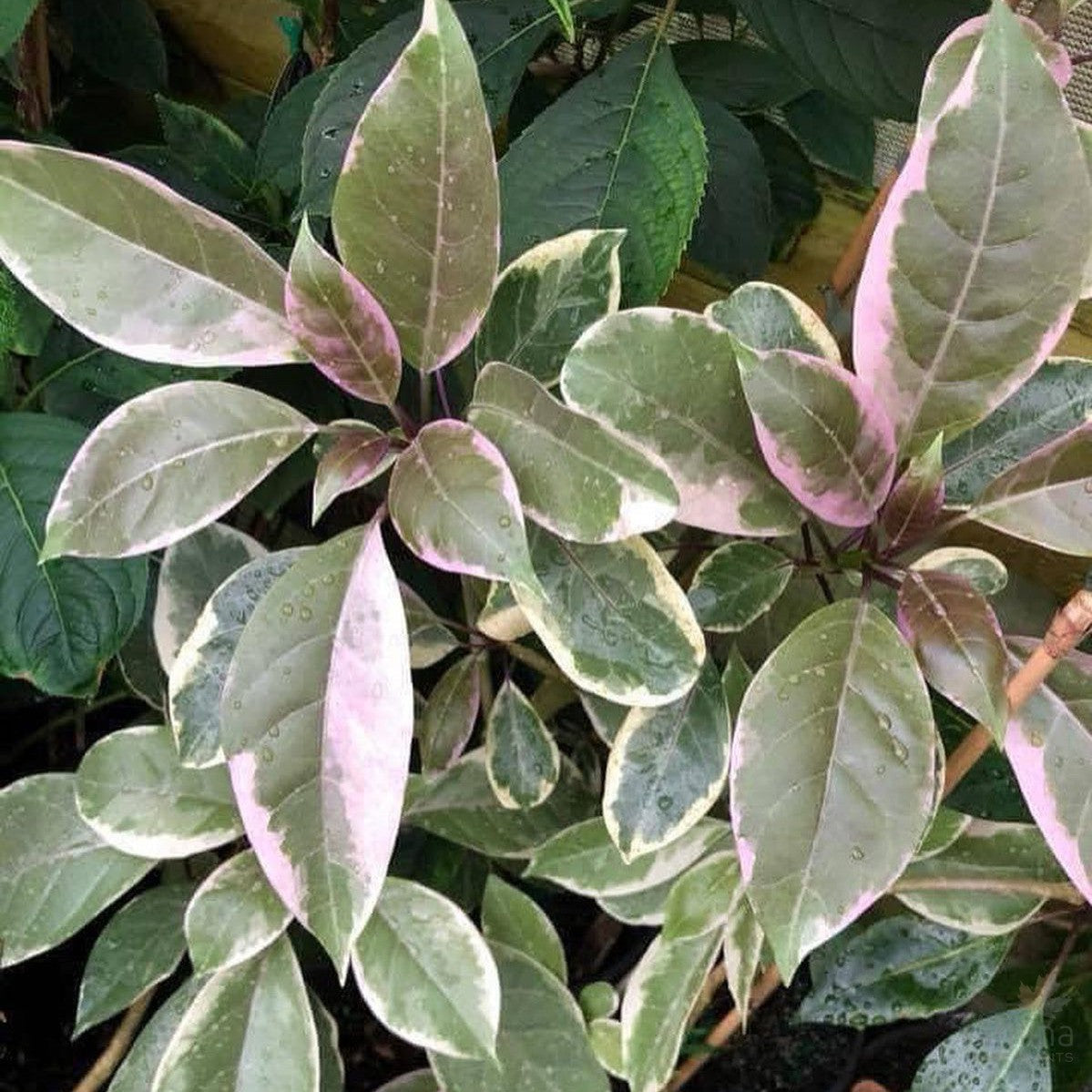 Solandra maxima Variegata (Chalice vine) 2