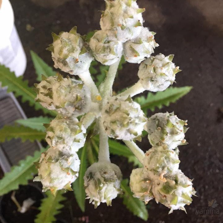 Sonchus acaulis 2