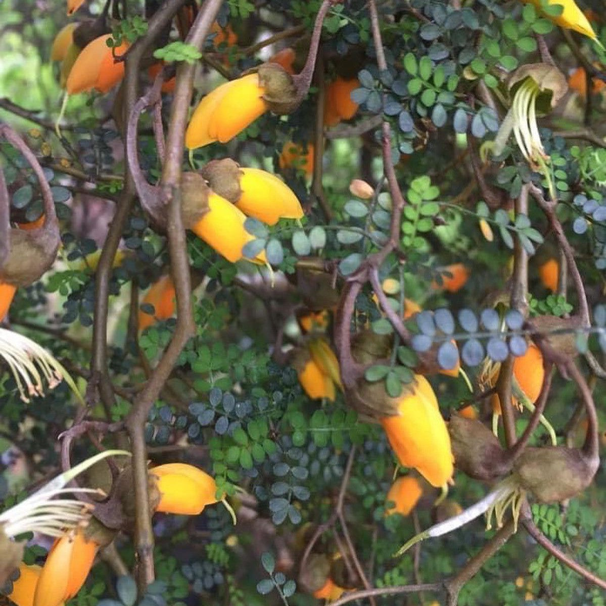 Sophora prostrata Little Baby 1