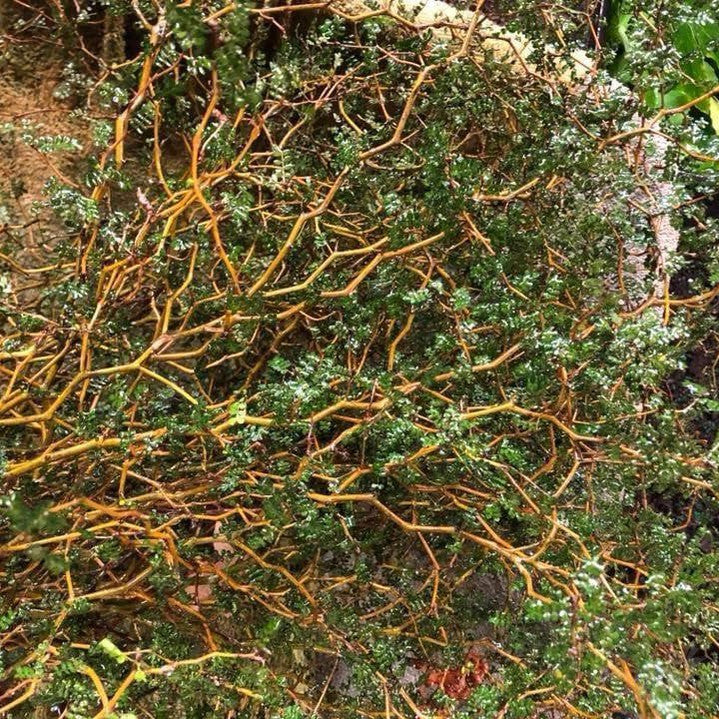 Sophora prostrata Little Baby 3