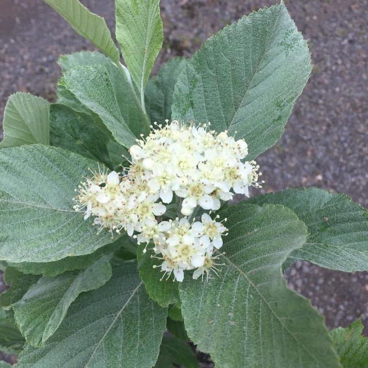 Sorbus aria Lutescens 1