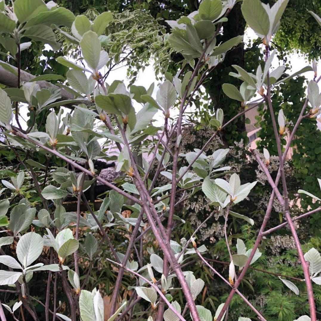Sorbus aria Lutescens 4