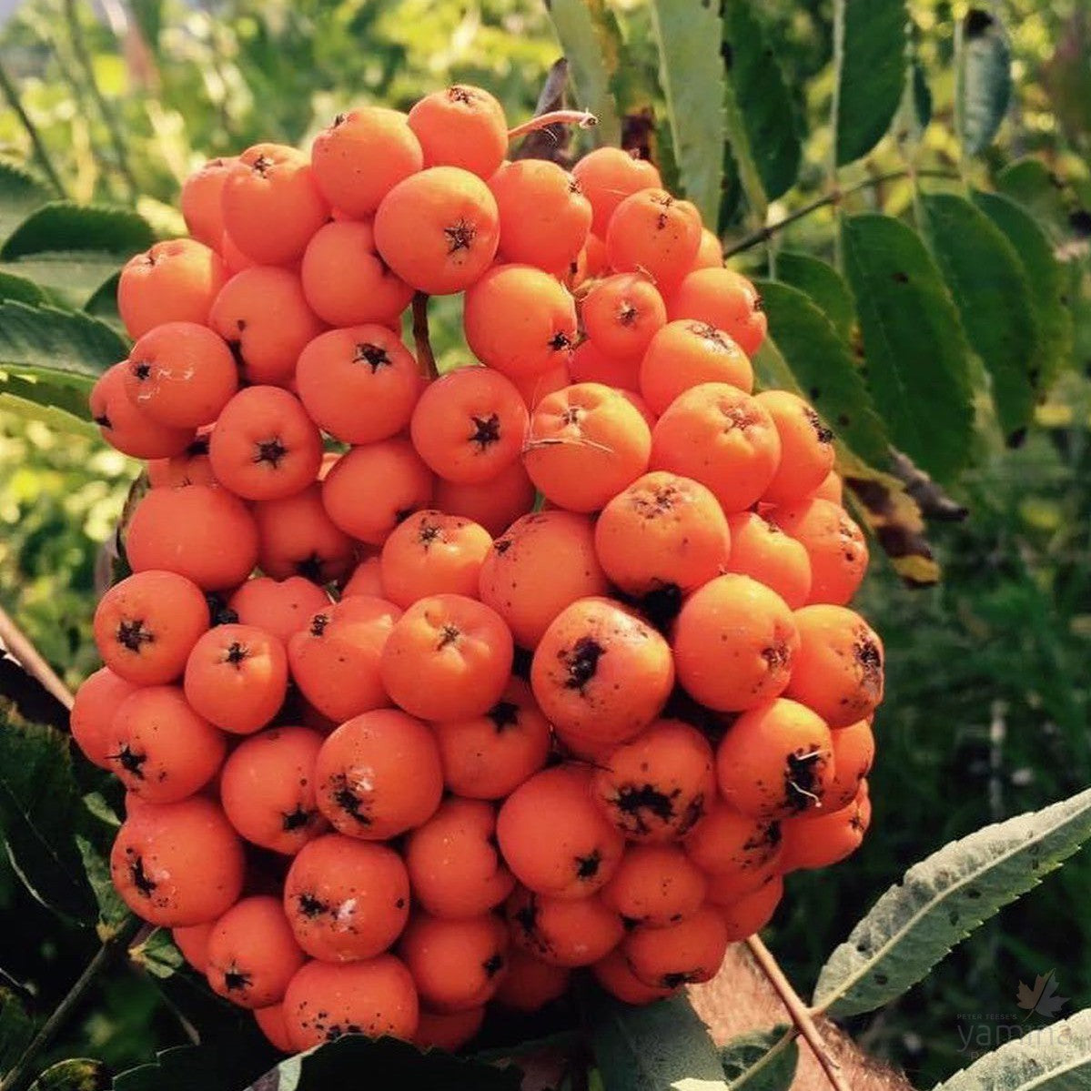 Sorbus aucuparia 2