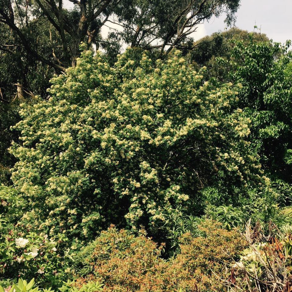 Sorbus hupehensis 1