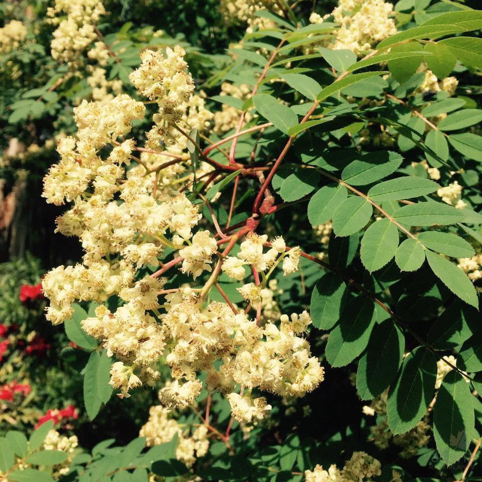 Sorbus hupehensis 2