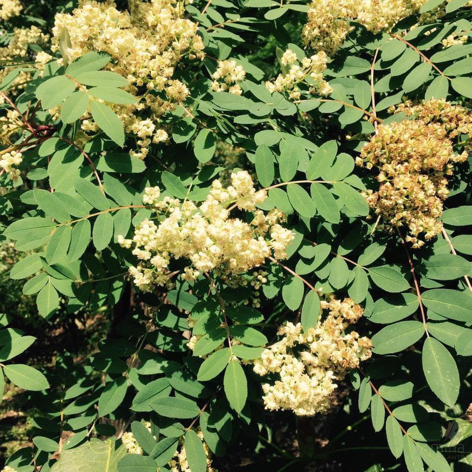 Sorbus hupehensis 3