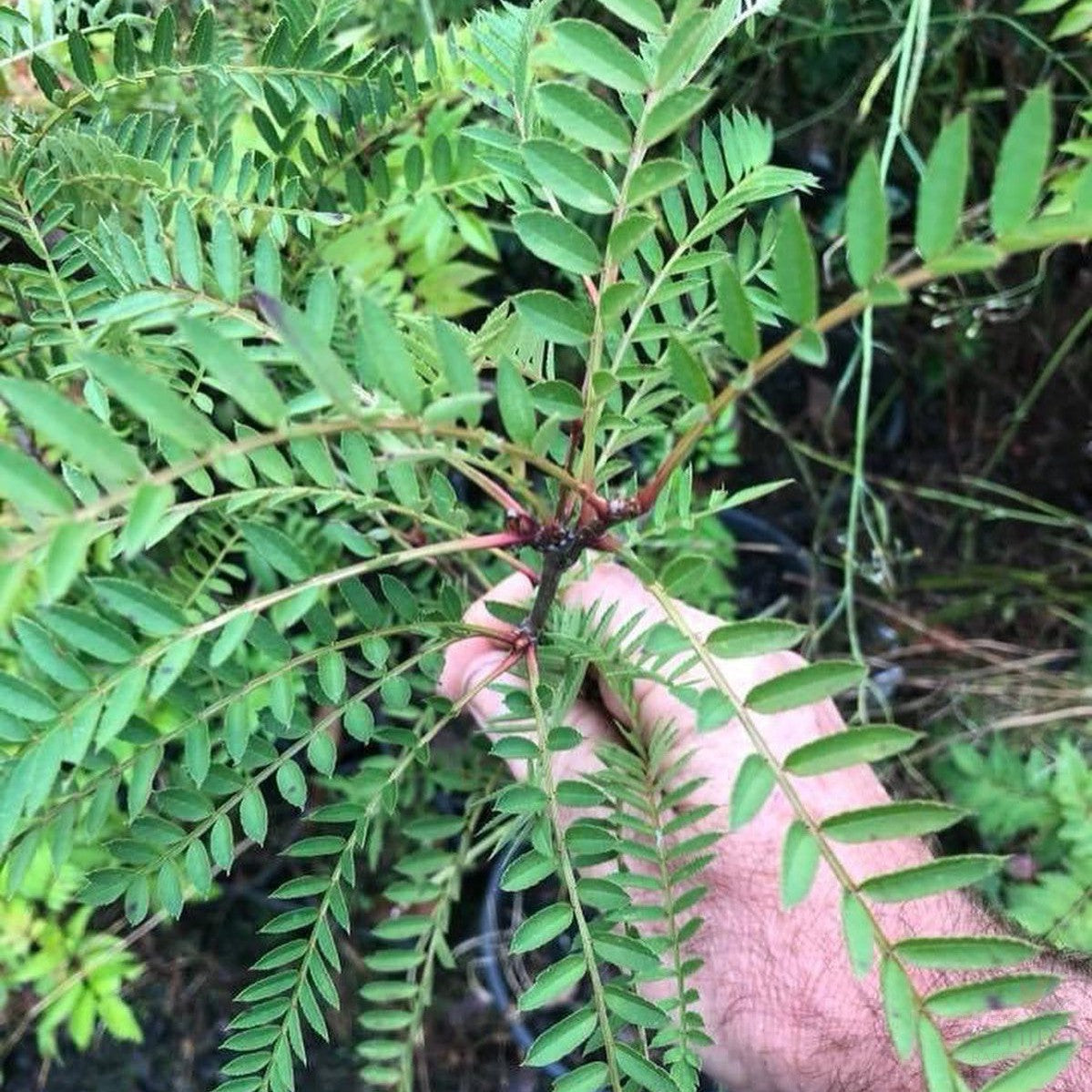 Sorbus vilmorinii 1